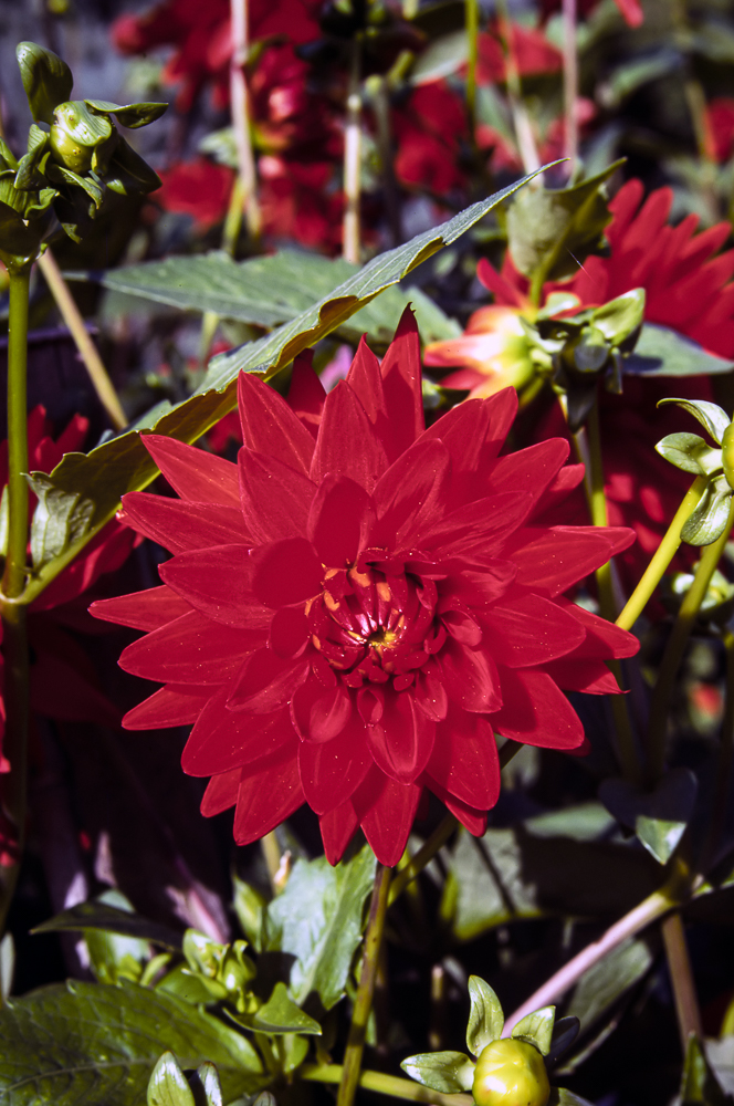 Numérisation diapositives ScanFilm